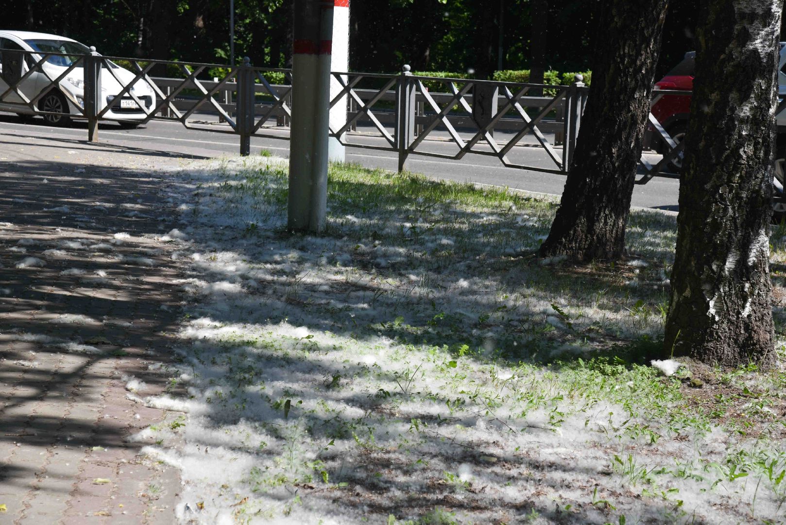 Химки, аллергия, рекомендации