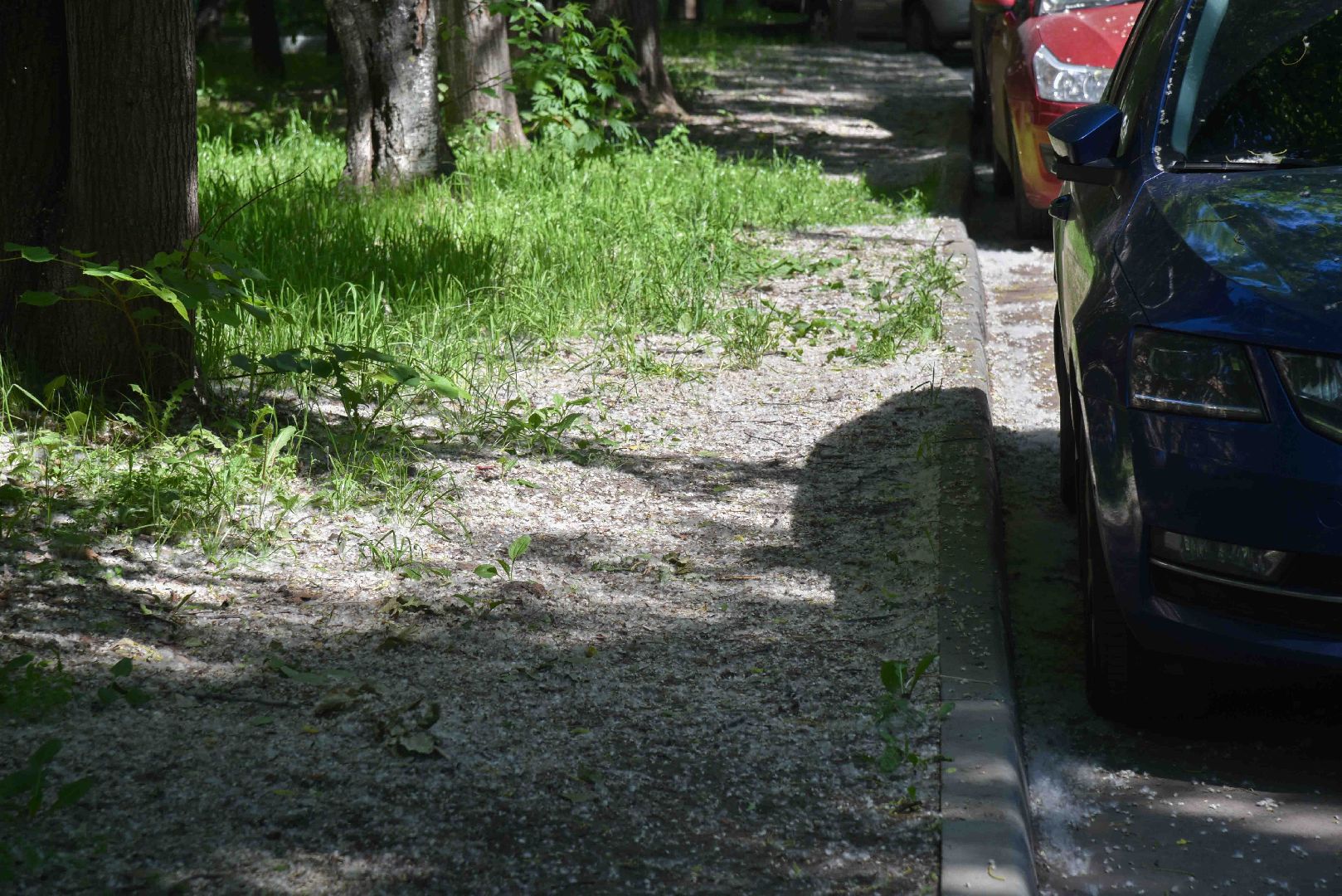 Химки, аллергия, рекомендации