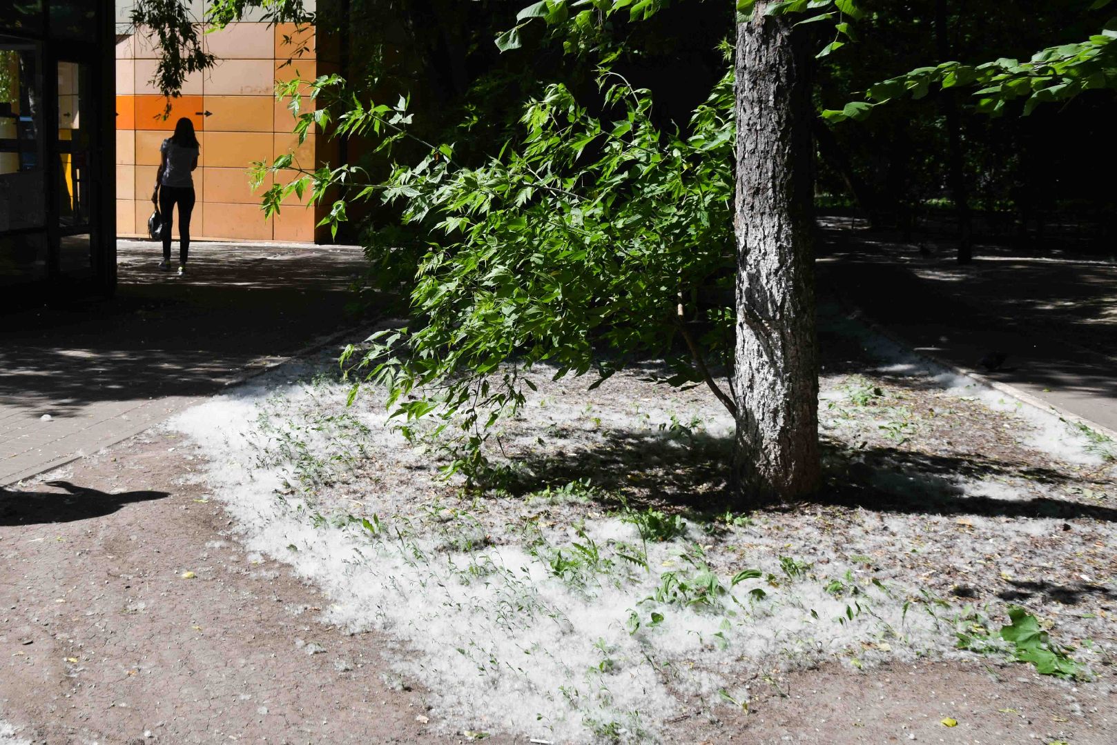 Химки, аллергия, рекомендации