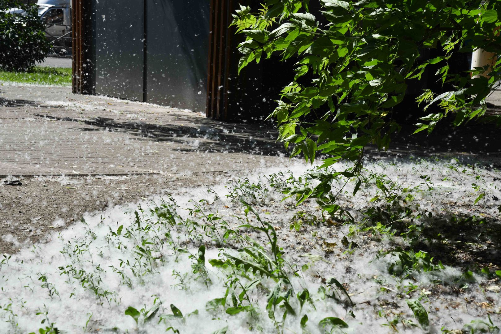 Химки, аллергия, рекомендации