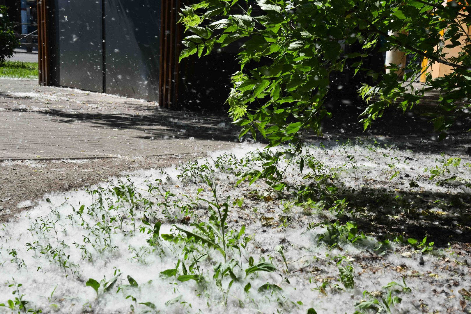 Химки, аллергия, рекомендации