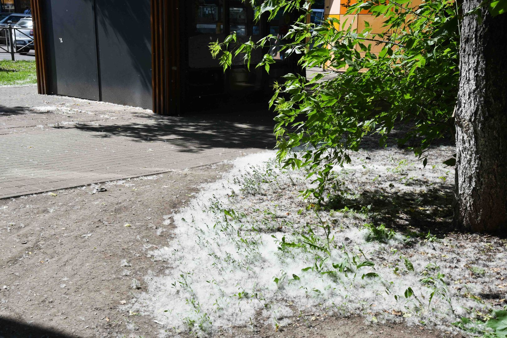 Химки, аллергия, рекомендации