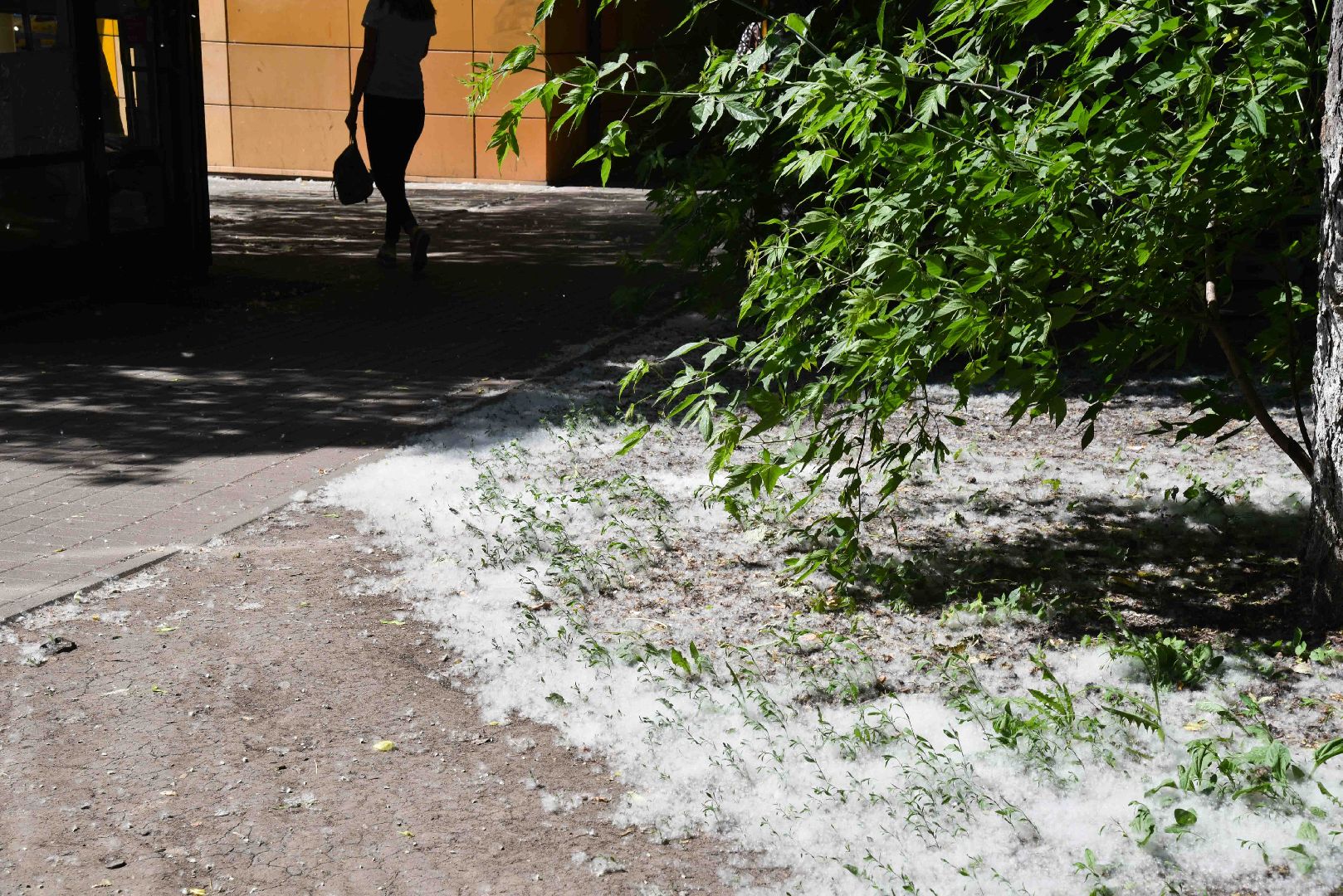 Химки, аллергия, рекомендации