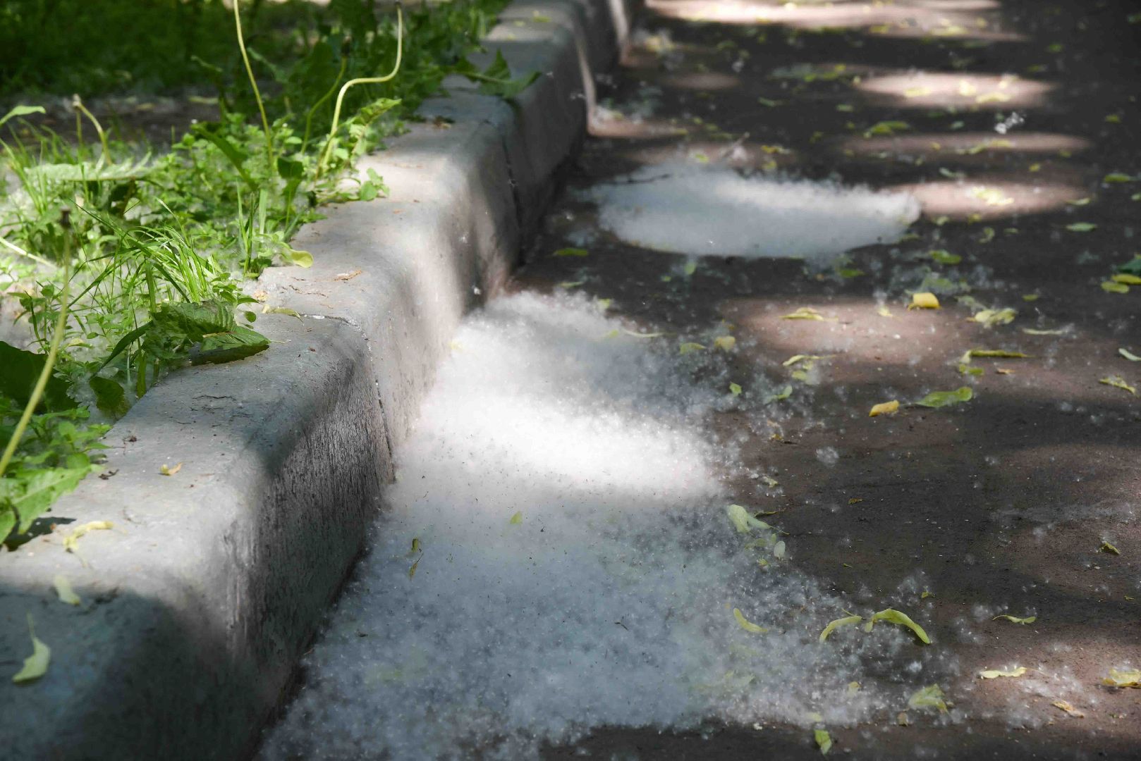 Химки, аллергия, рекомендации