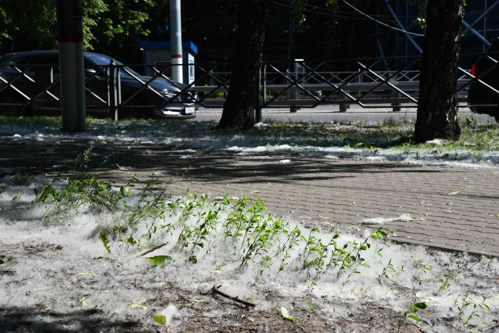 Химки, аллергия, рекомендации