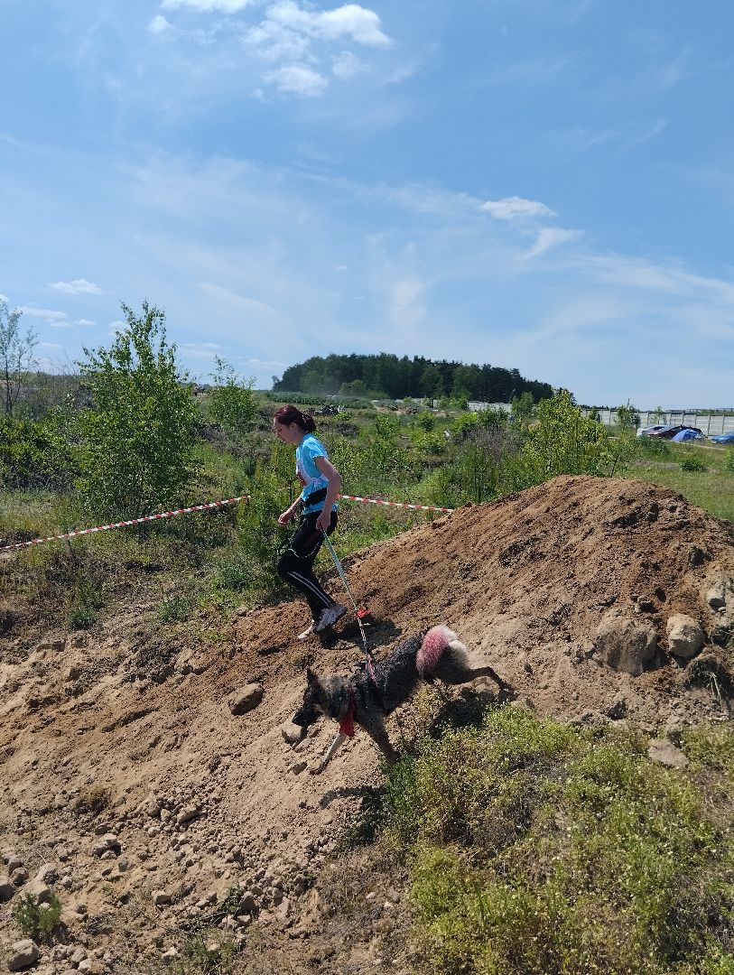 Экстремальные гонки, Хвостатый драйв, гонки с собаками, Старая Купавна, Богородский городской округ, эксклюзив