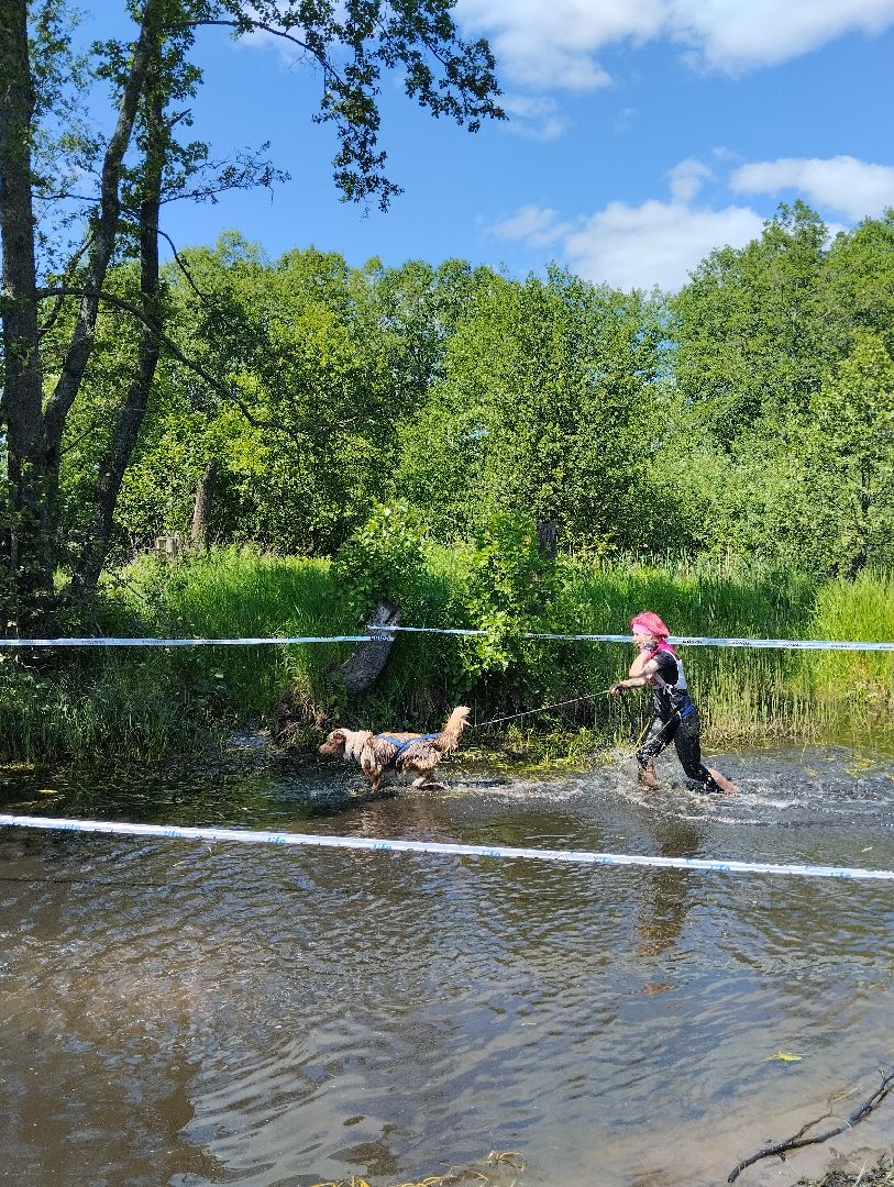 Экстремальные гонки, Хвостатый драйв, гонки с собаками, Старая Купавна, Богородский городской округ, эксклюзив