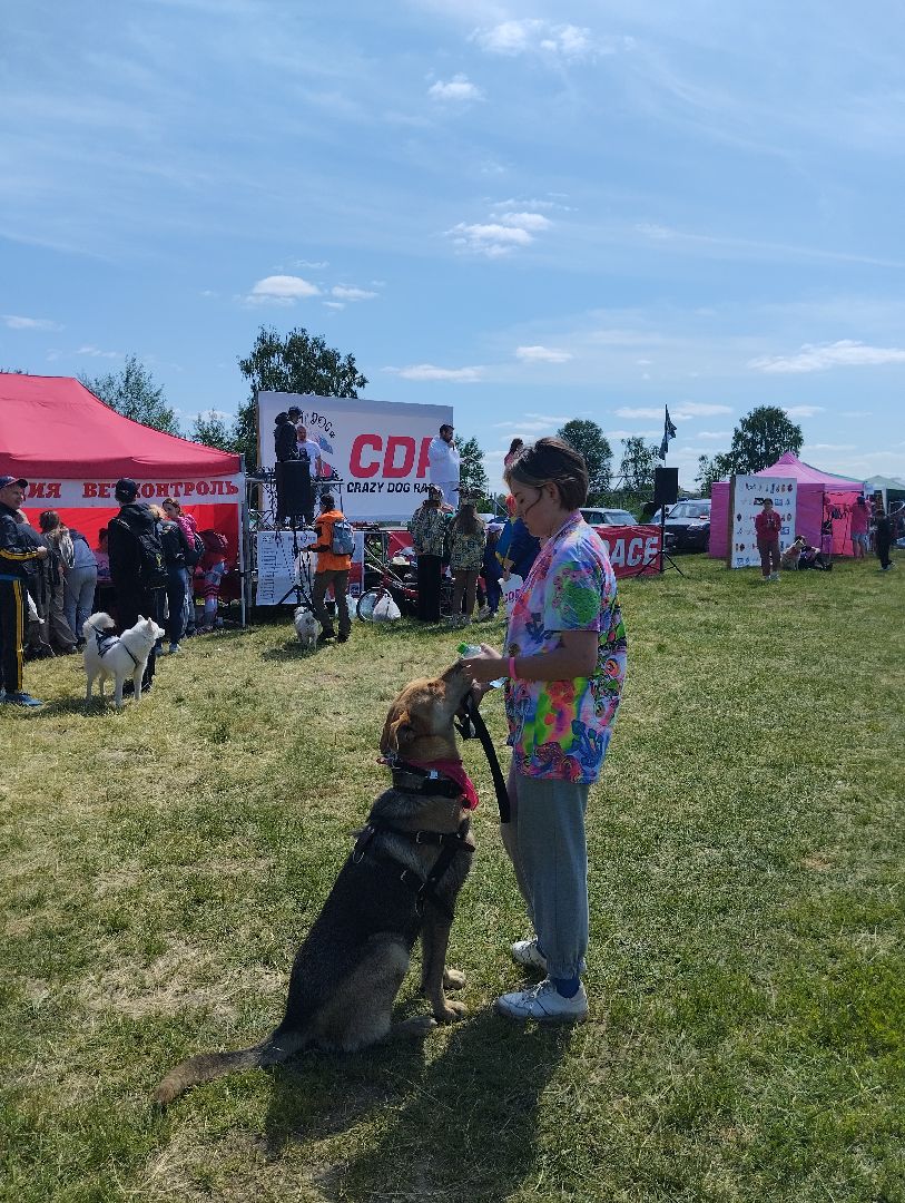 Экстремальные гонки, Хвостатый драйв, гонки с собаками, Старая Купавна, Богородский городской округ, эксклюзив