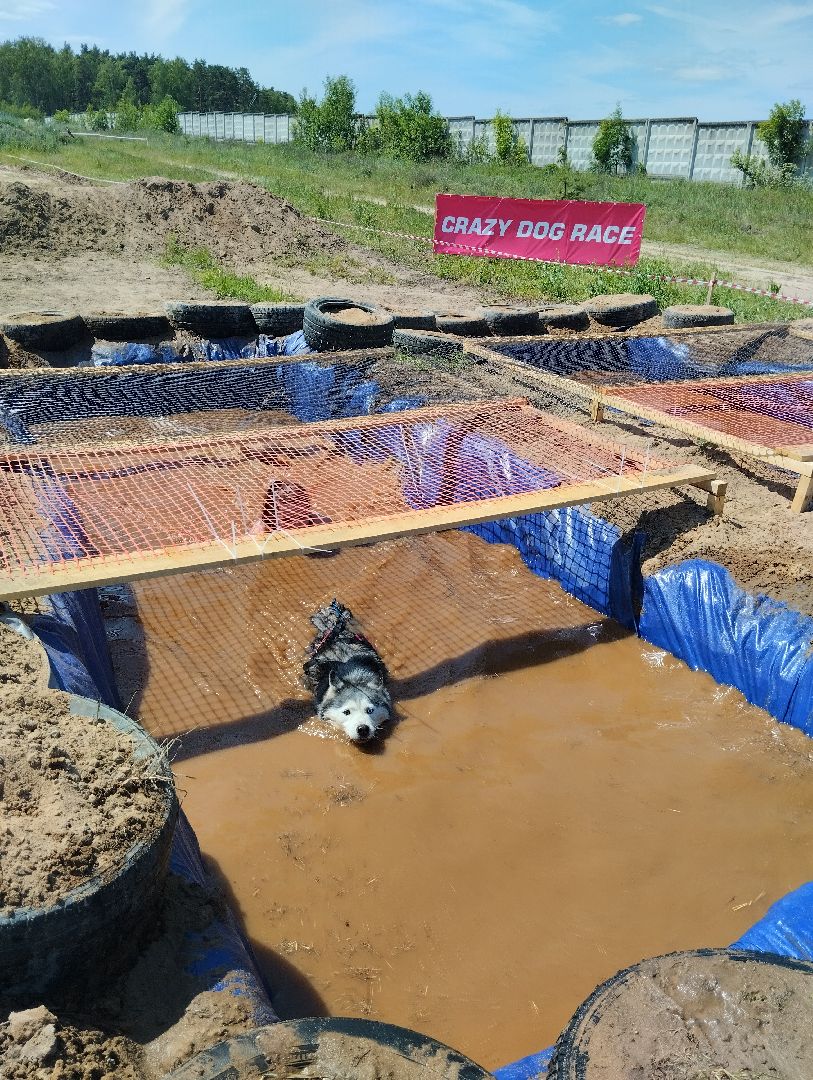 Экстремальные гонки, Хвостатый драйв, гонки с собаками, Старая Купавна, Богородский городской округ, эксклюзив