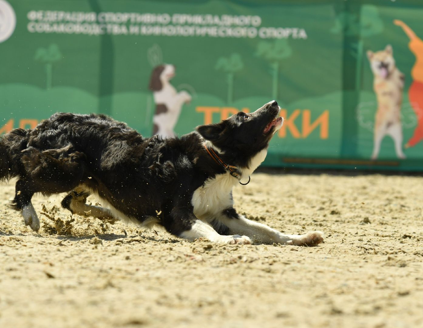 Дмитров, Максима парк, Российская кинологическая федерация, Выставка Россия 2023