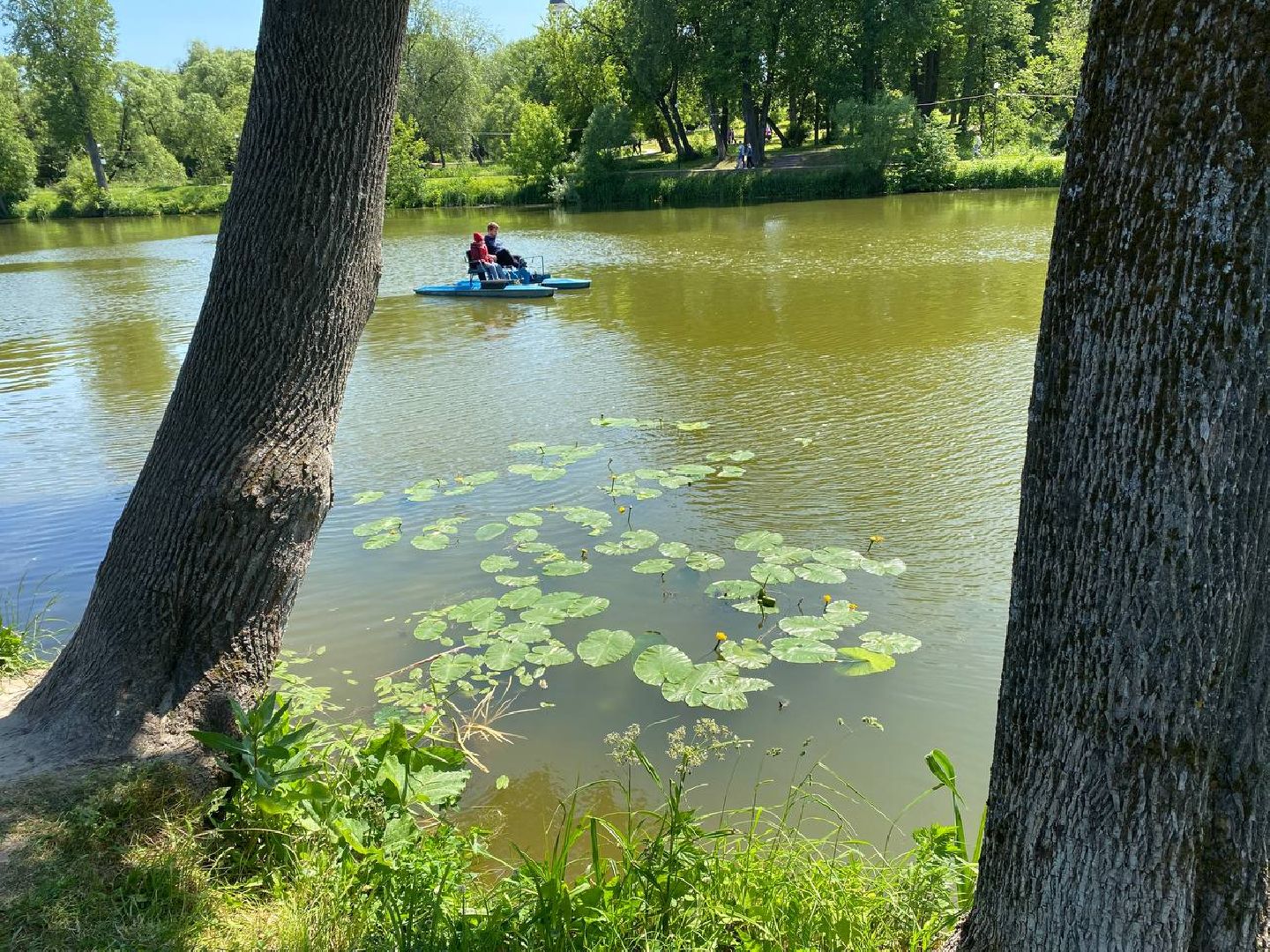 Чехов, День России, праздник, парк, катание, катамаран