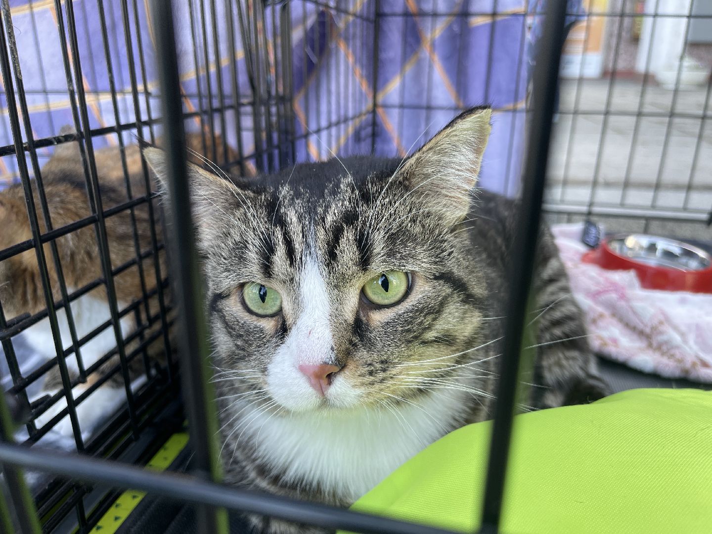 Одинцово, приют, животные, кошки, собаки, благотворительность, Общественная палата, администрация,