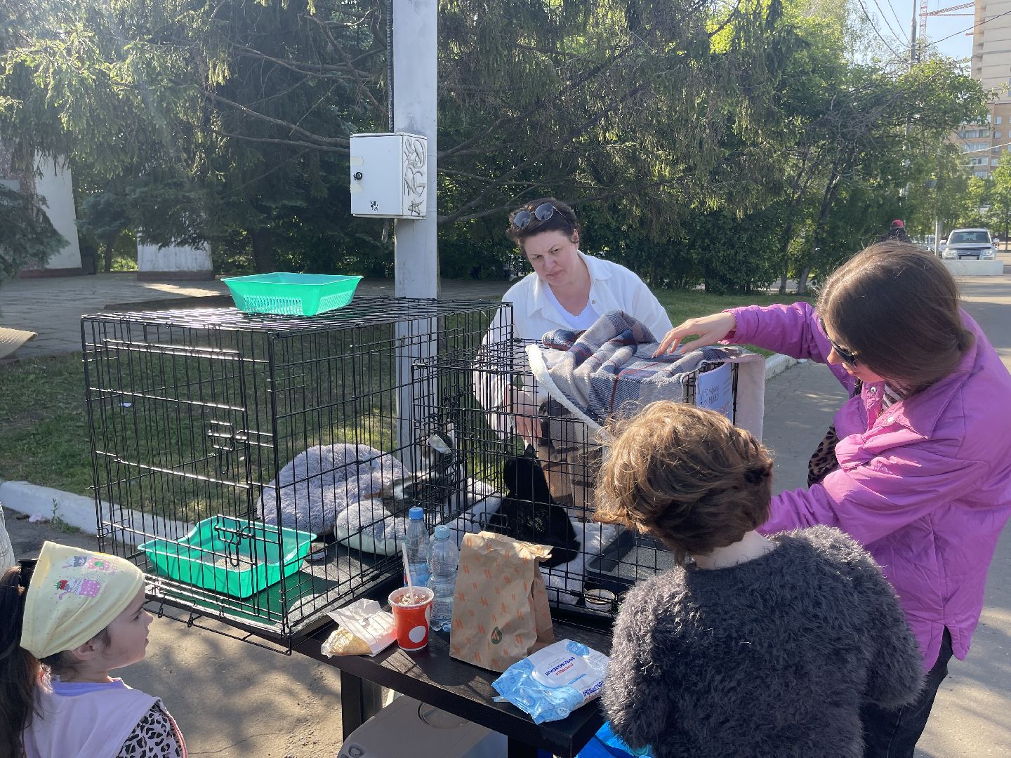 Одинцово, приют, животные, кошки, собаки, благотворительность, Общественная палата, администрация,