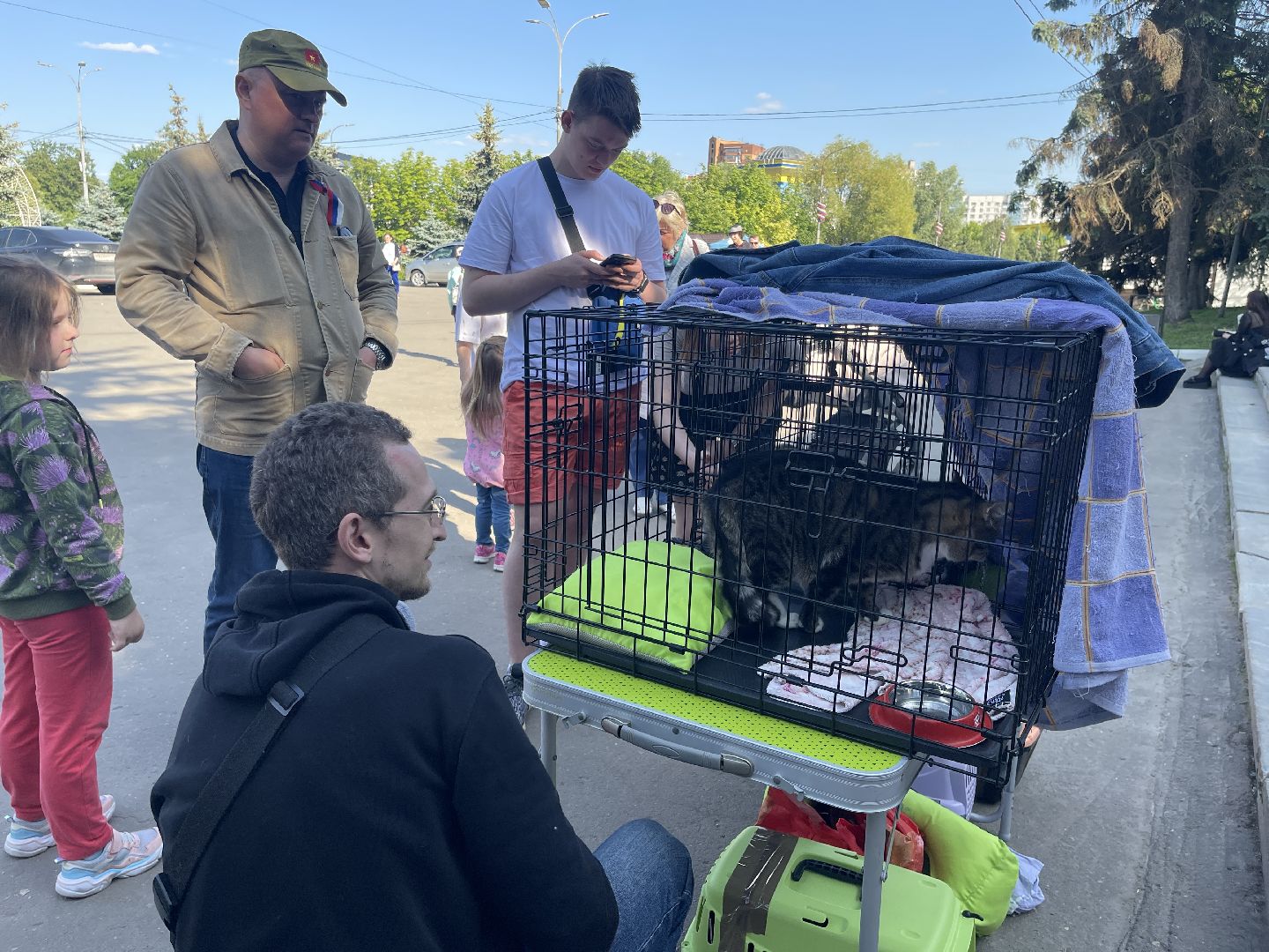 Одинцово, приют, животные, кошки, собаки, благотворительность, Общественная палата, администрация,