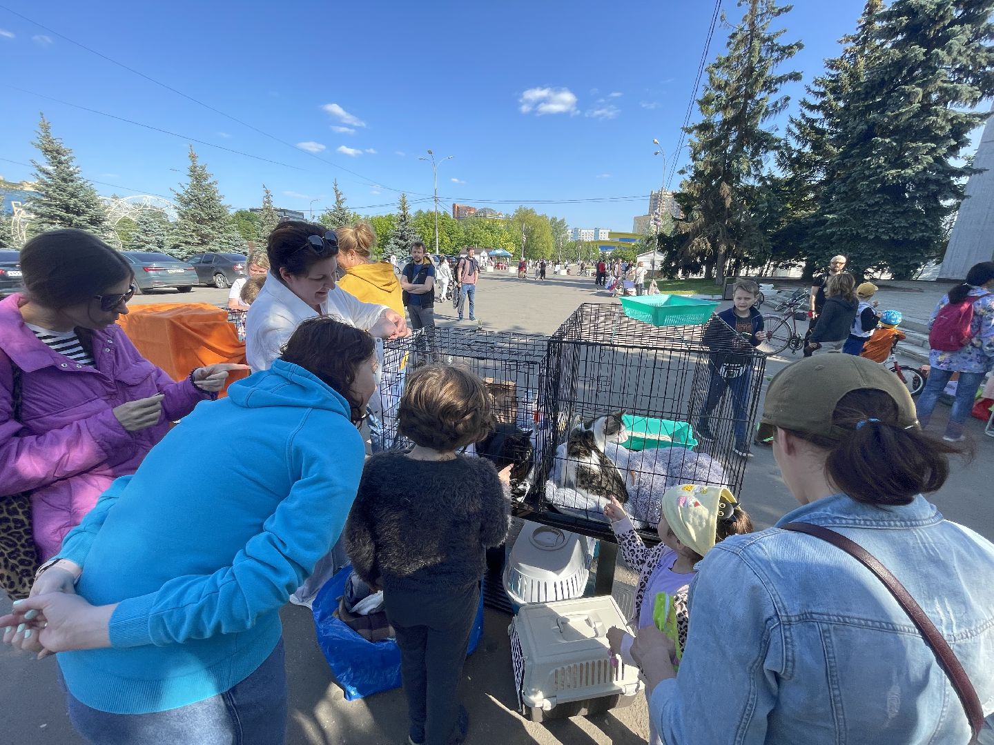 Одинцово, приют, животные, кошки, собаки, благотворительность, Общественная палата, администрация,