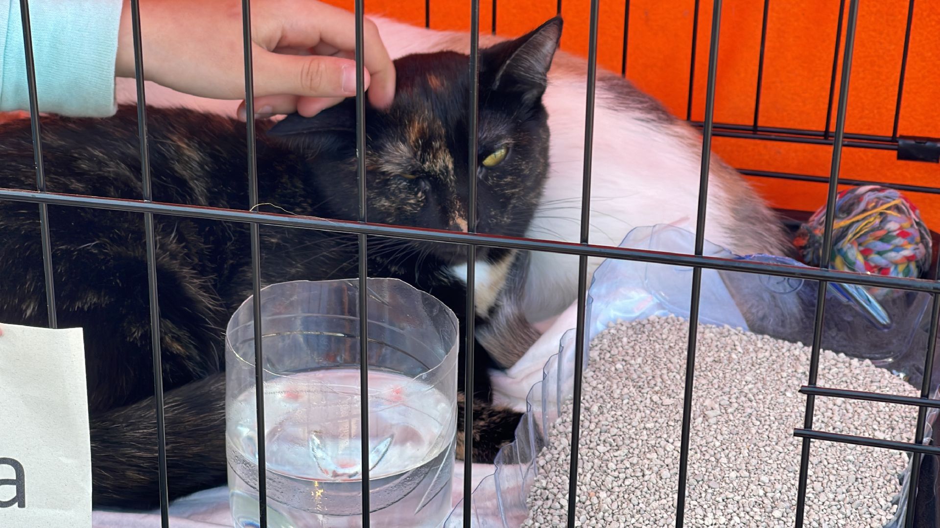 Одинцово, приют, животные, кошки, собаки, благотворительность, Общественная палата, администрация,