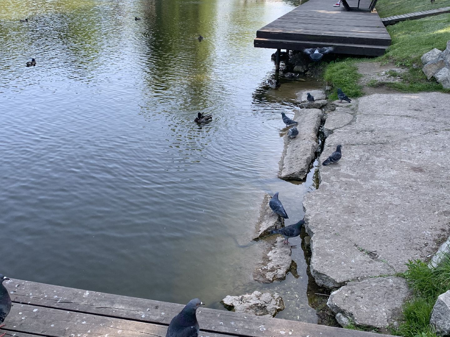 Экология, природа, забота о птицах, лето в подмосковье,