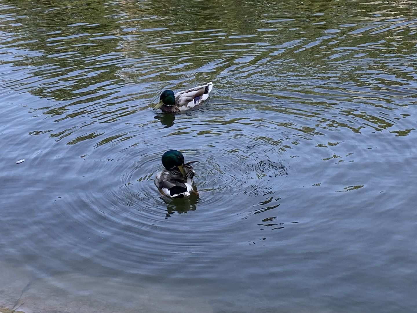 Экология, природа, забота о птицах, лето в подмосковье,