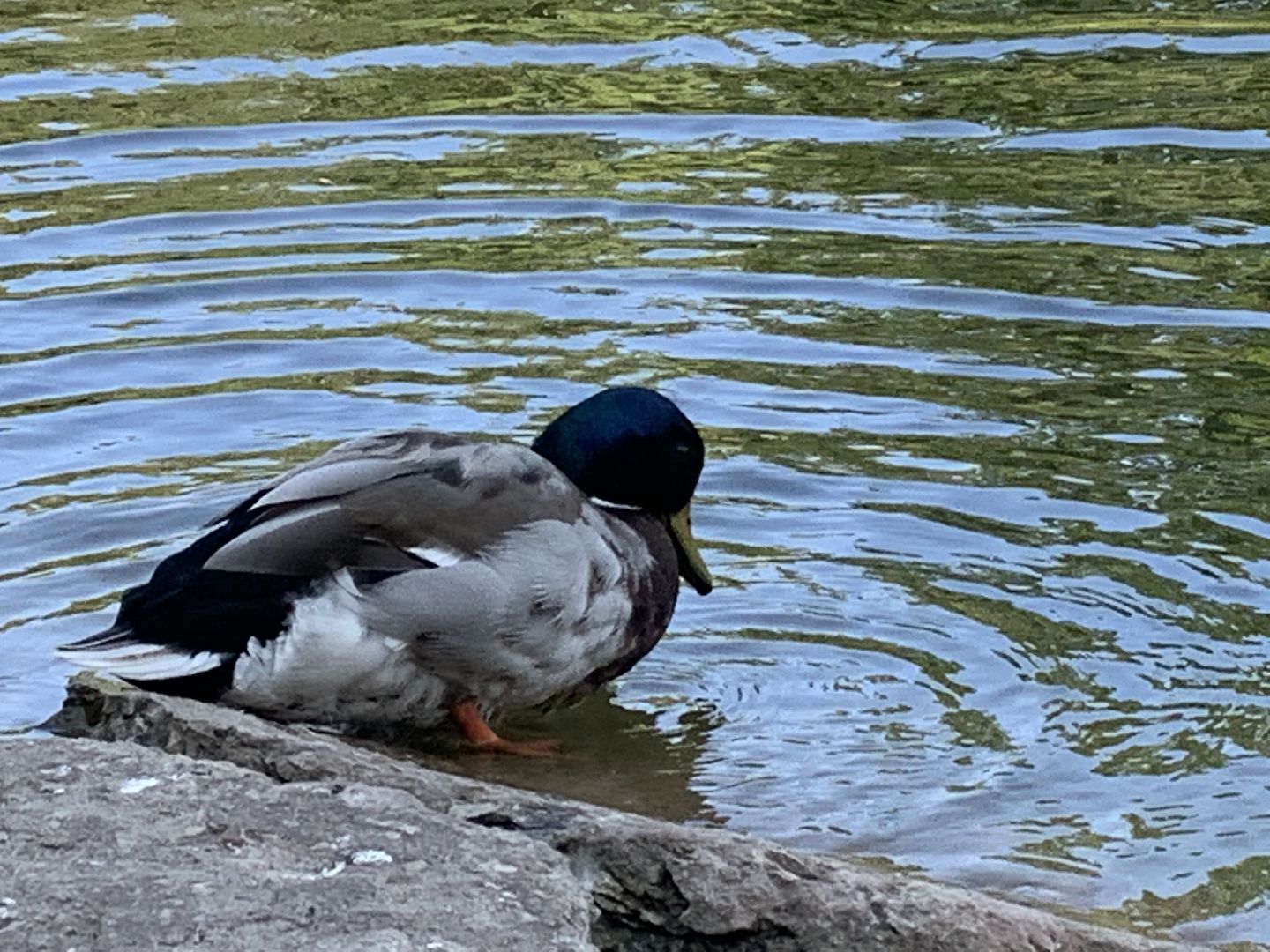 Экология, природа, забота о птицах, лето в подмосковье,