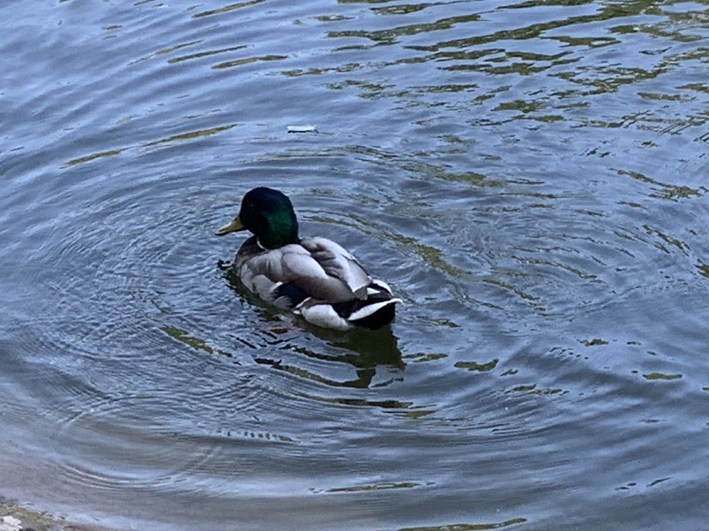 Экология, природа, забота о птицах, лето в подмосковье,