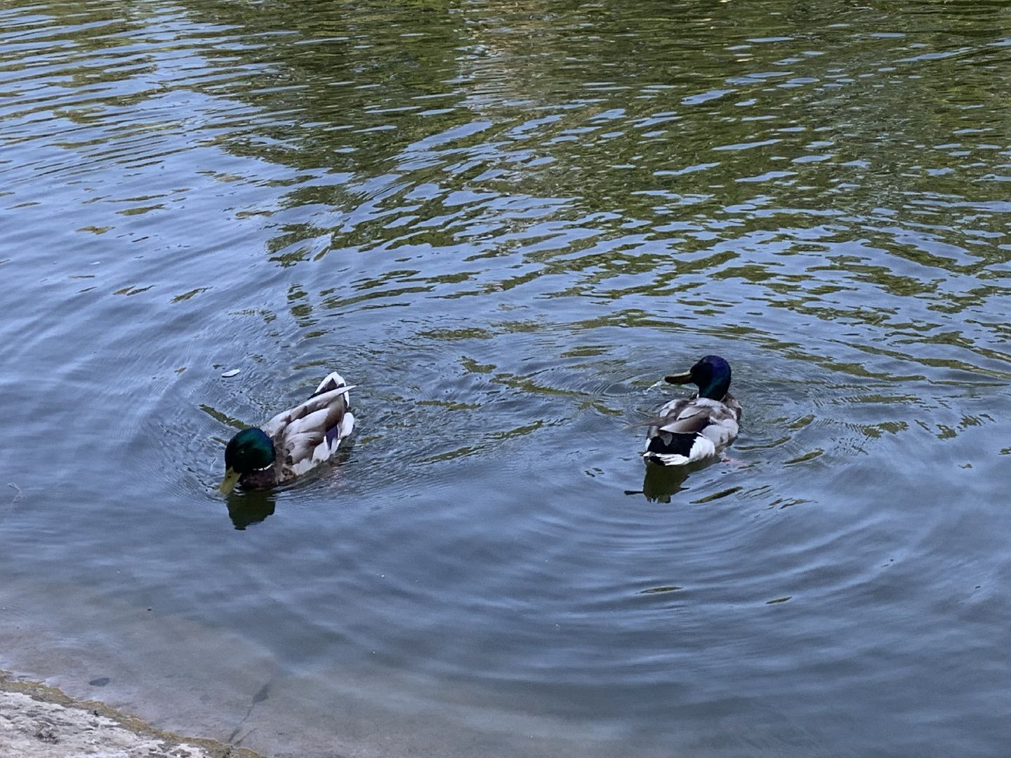 Экология, природа, забота о птицах, лето в подмосковье,