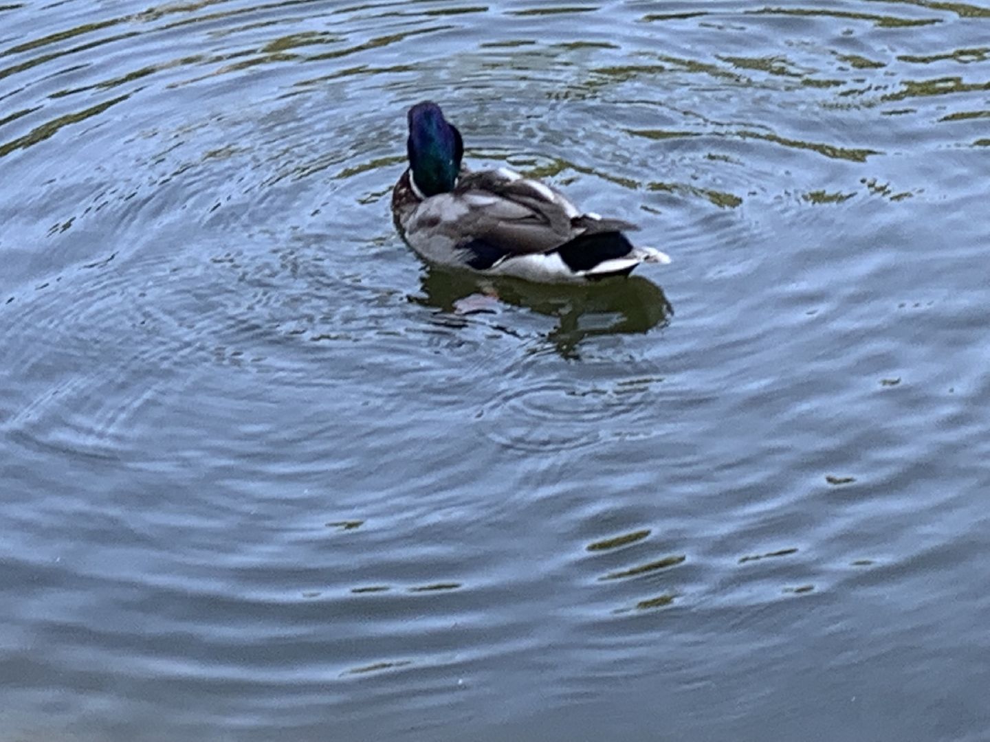 Экология, природа, забота о птицах, лето в подмосковье,