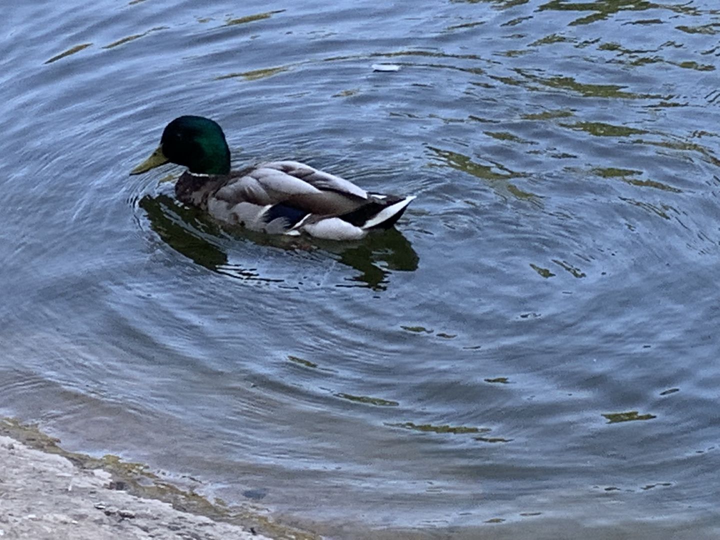 Экология, природа, забота о птицах, лето в подмосковье,