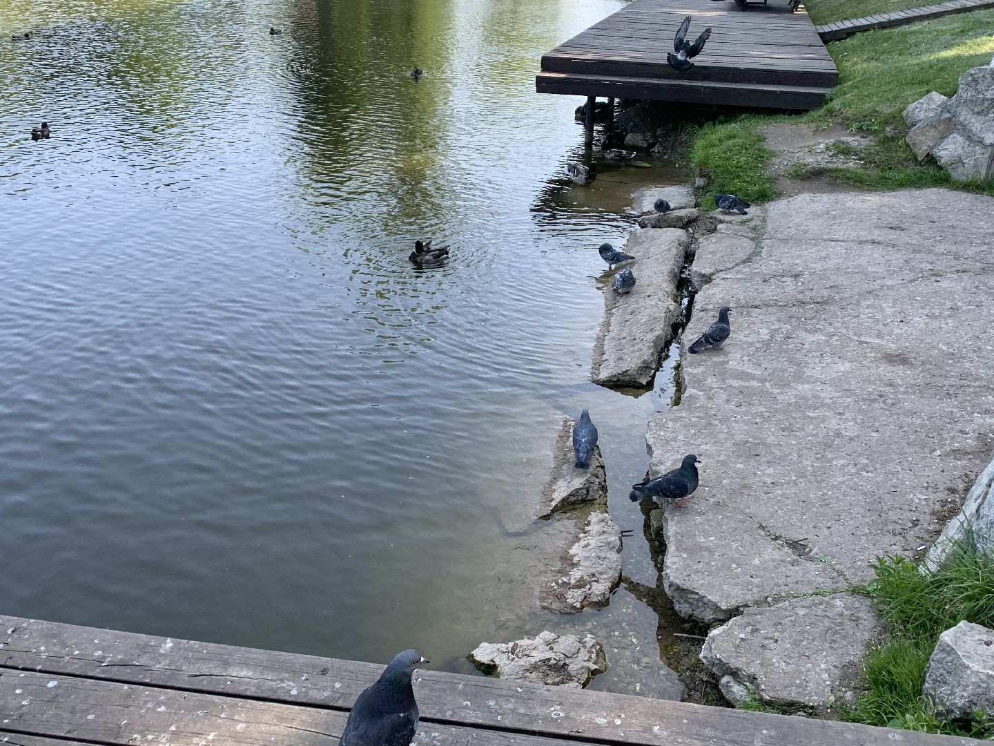 Экология, природа, забота о птицах, лето в подмосковье,