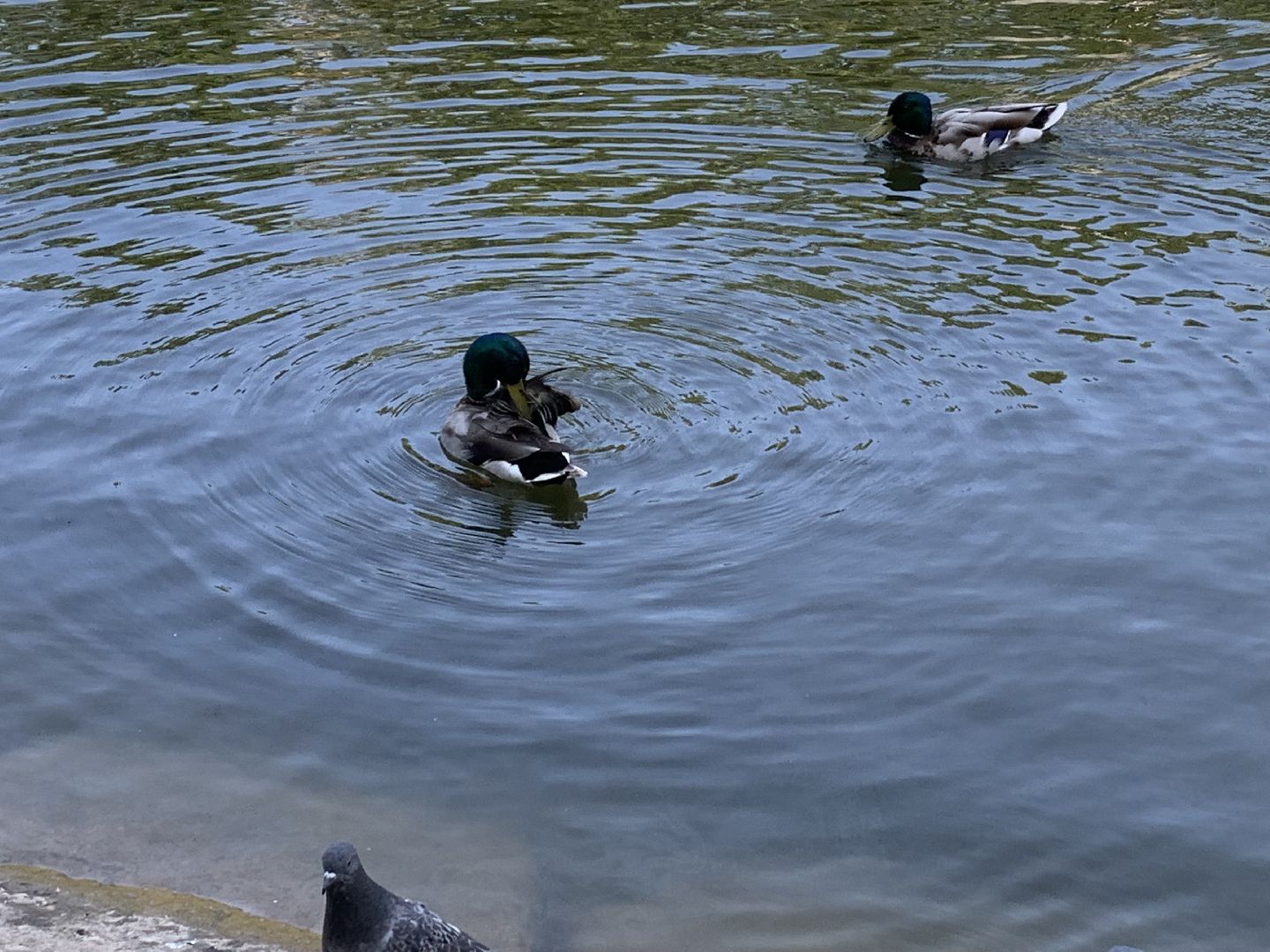 Экология, природа, забота о птицах, лето в подмосковье,