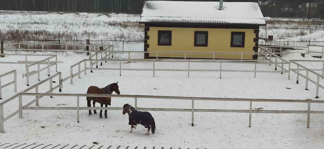 Щёлково, активное долголетие