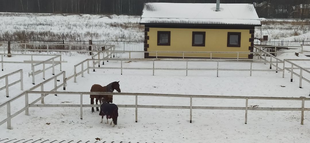 Щёлково, активное долголетие