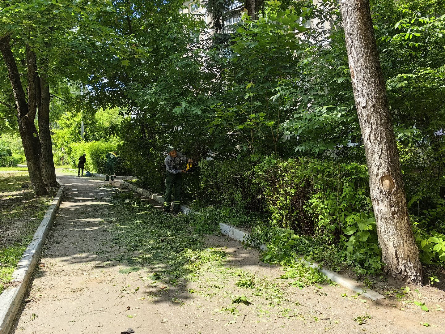 Кустарники, форма, благоустройство