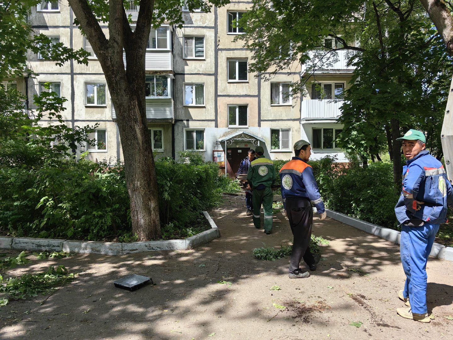 Кустарники, форма, благоустройство