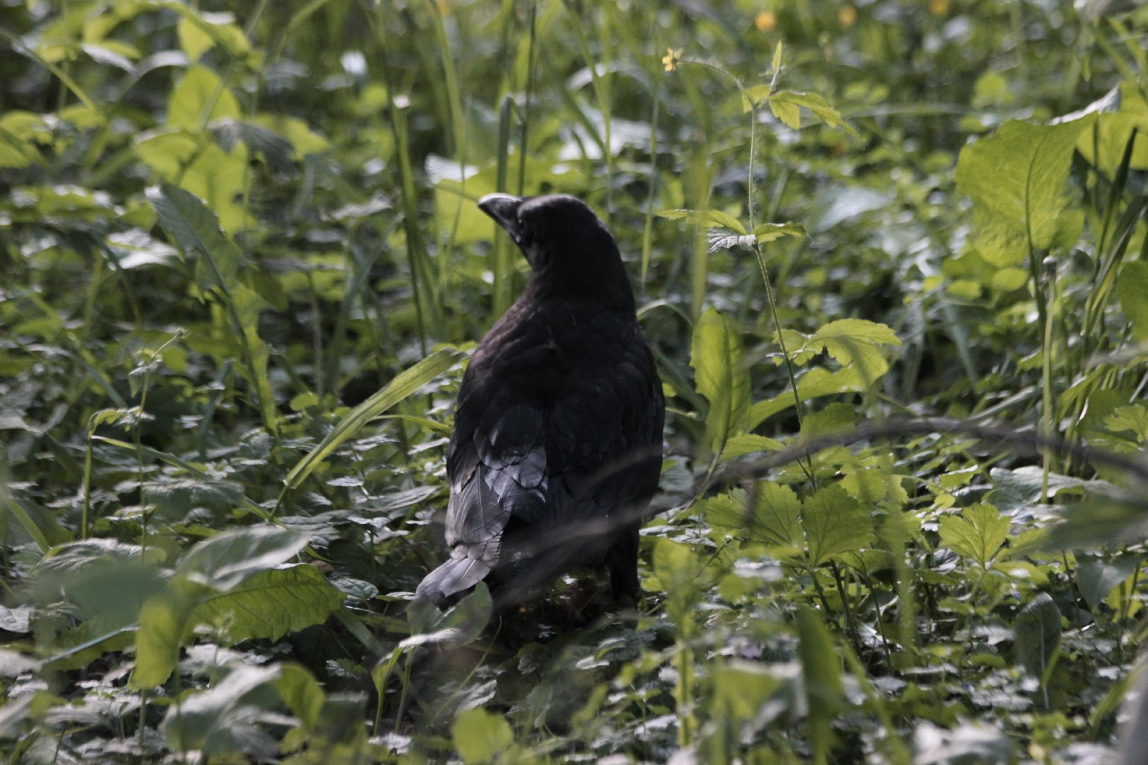 Лобня, ворон, парк
