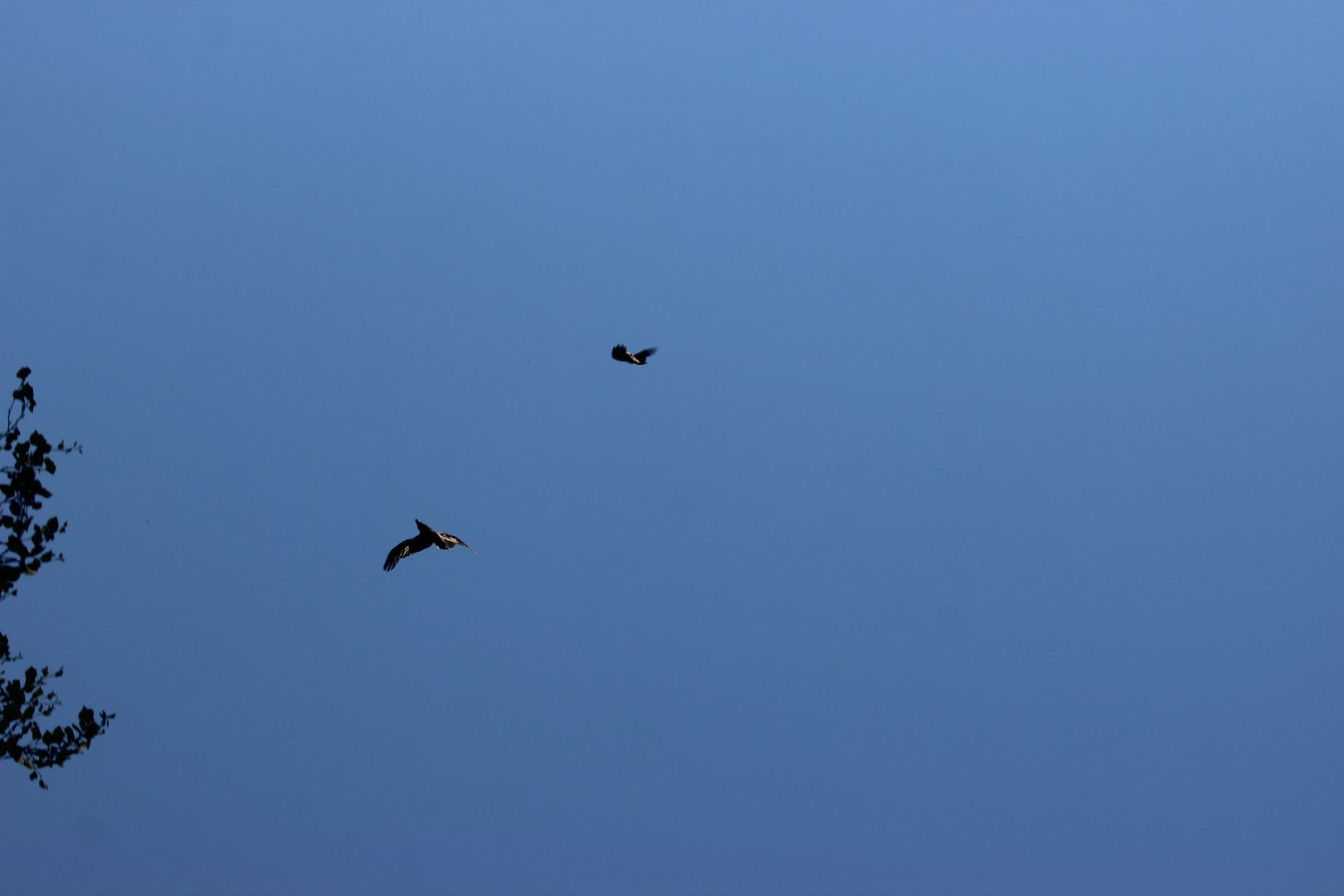 Лобня, ворон, парк