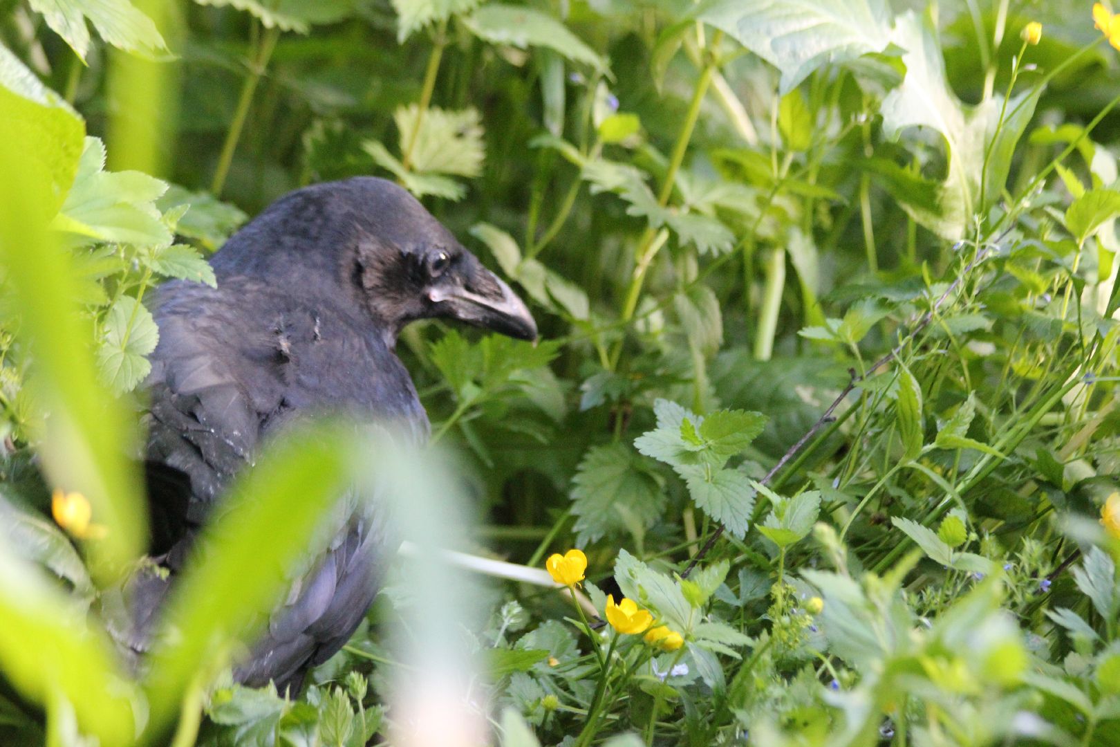 Лобня, ворон, парк