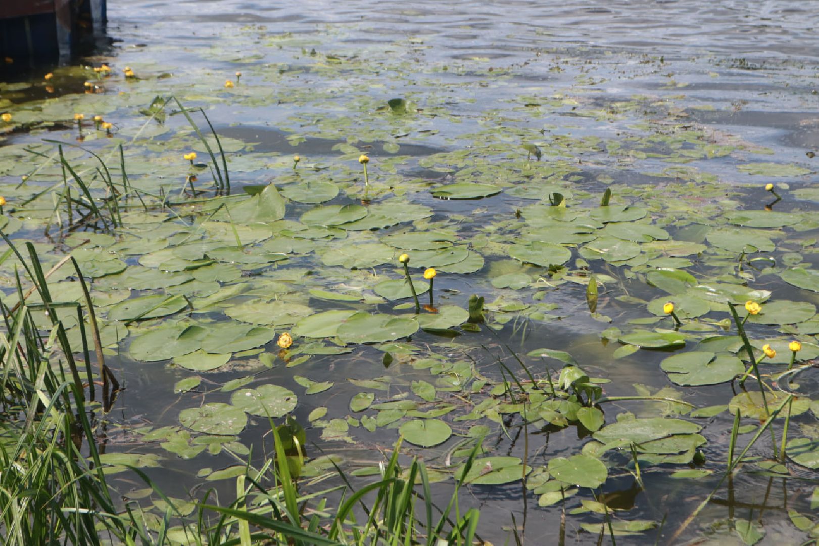 Пущино, волонтеры
