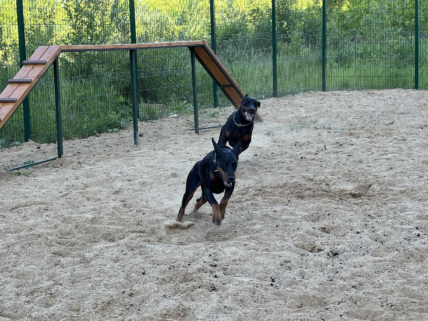 Химки, ЖК Солнечная система, благоустройство, собаки