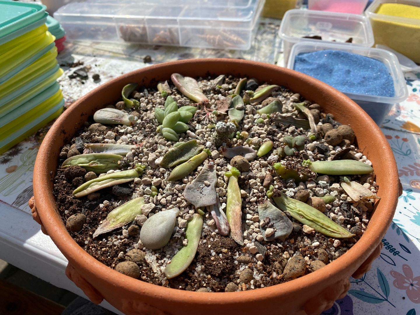 Домодедово, флористика, композиции из цветов, цветы, кактус