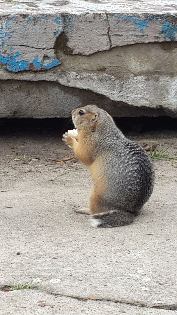 Пущино, экология