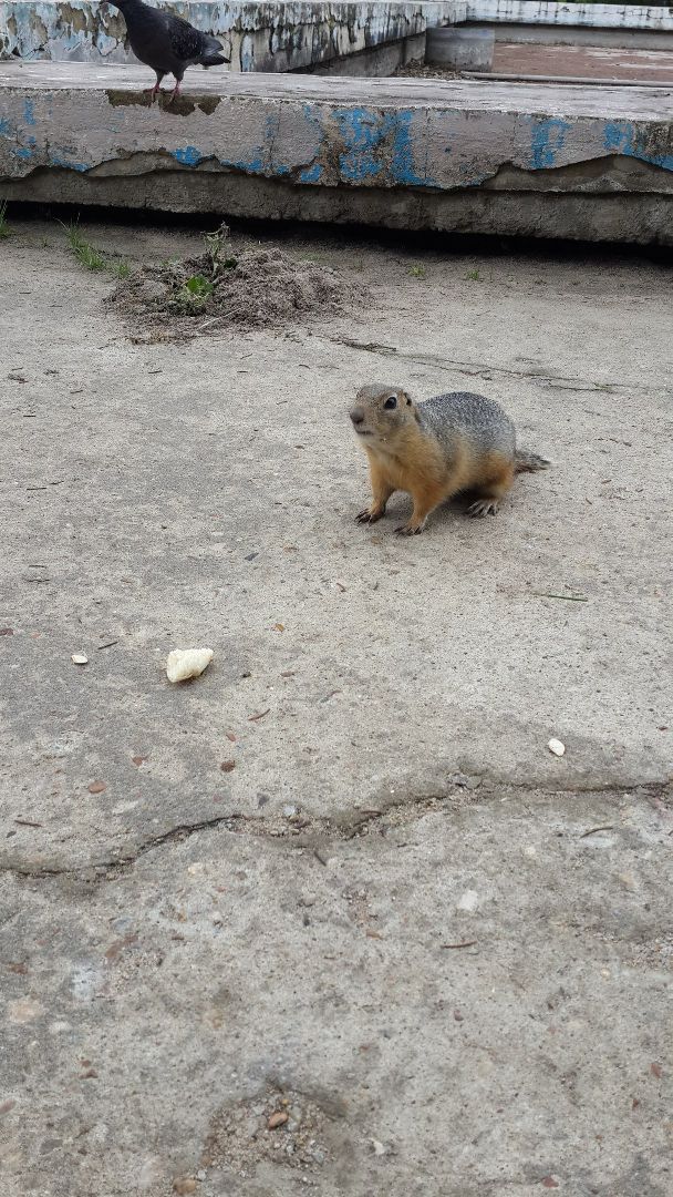 Пущино, экология