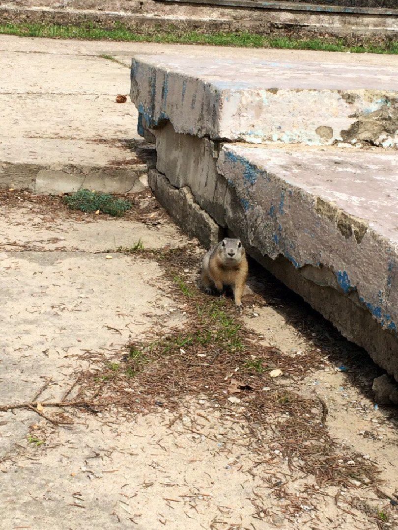 Пущино, экология