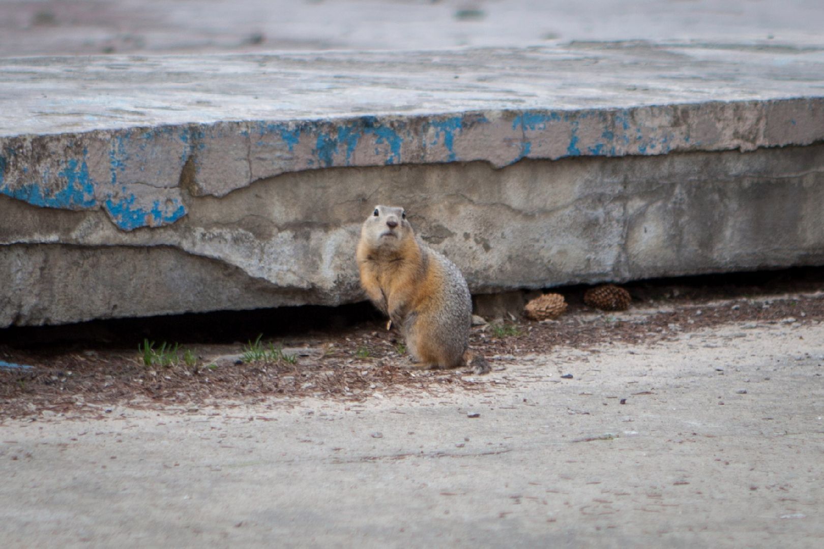 Пущино, экология