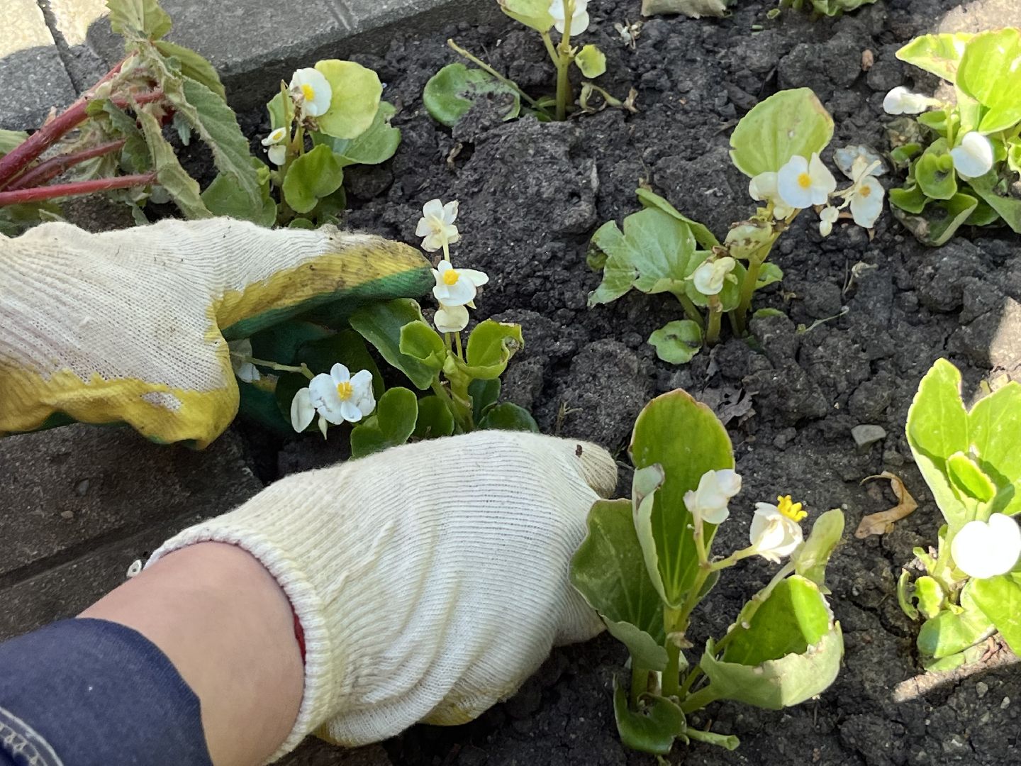 Наро-Фоминск, благоустройство, цветы, детский парк, лето в Подмосковье