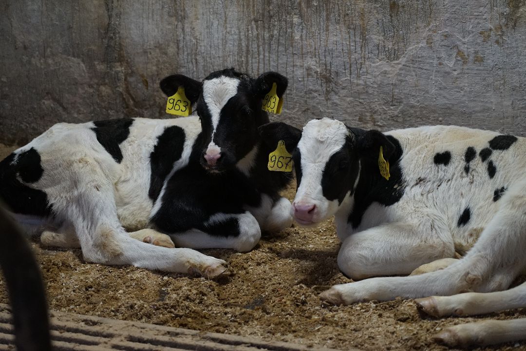 Щелково, бизнес