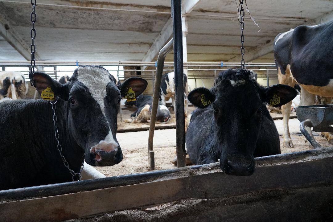 Щелково, бизнес