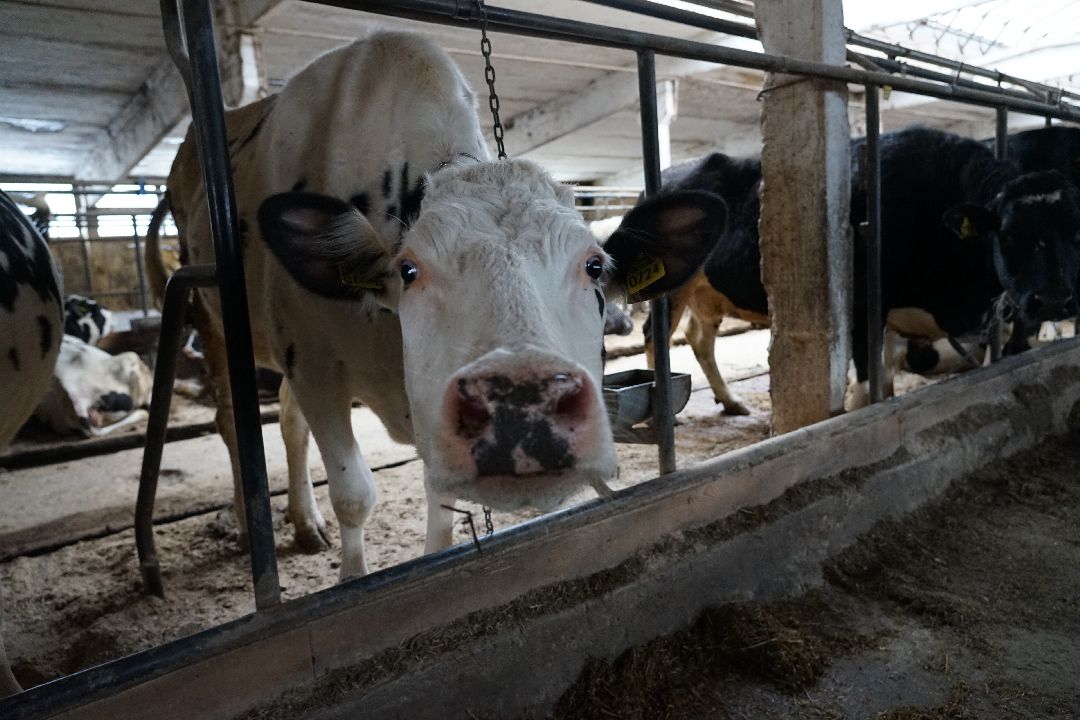 Щелково, бизнес