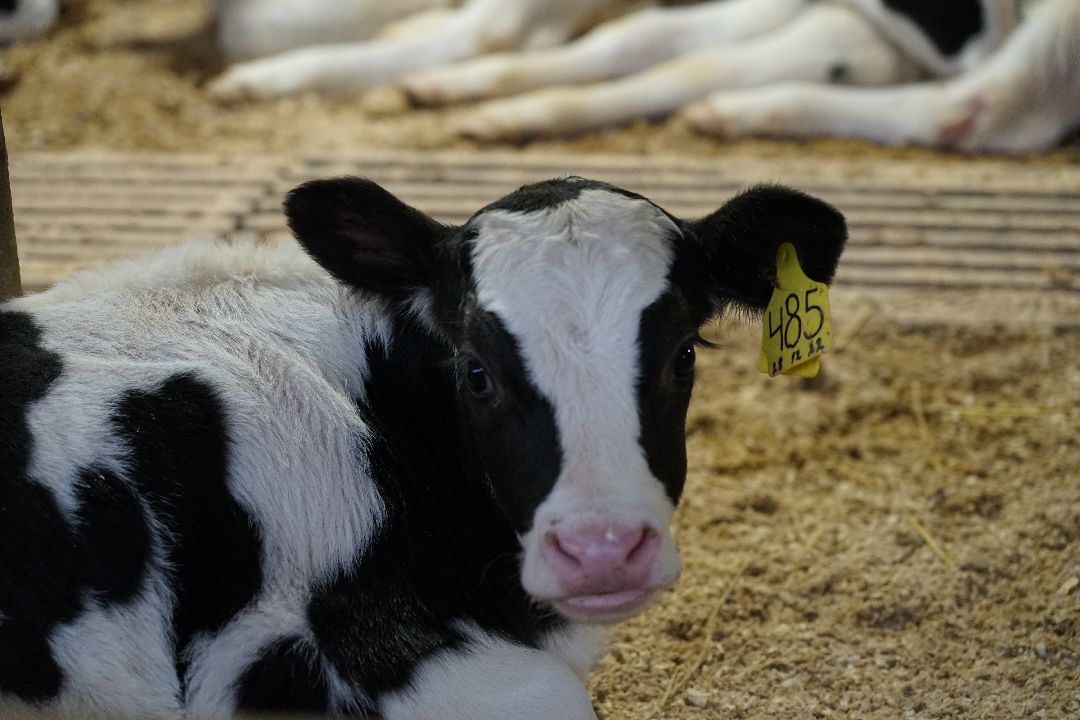 Щелково, бизнес