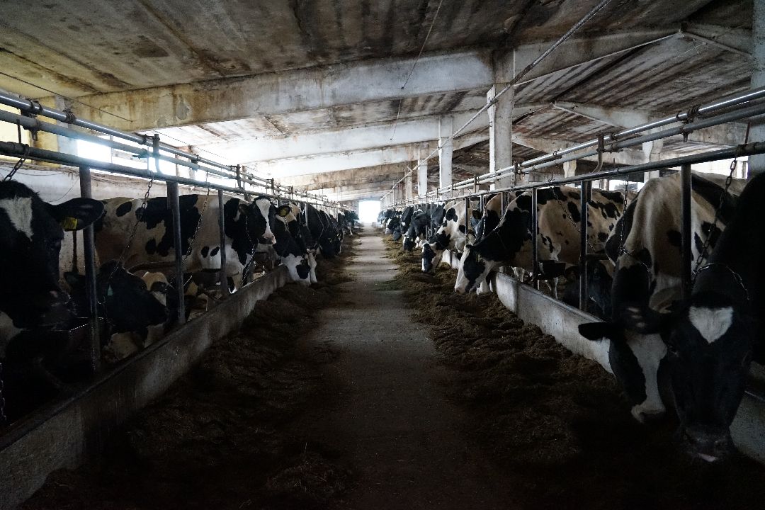 Щелково, бизнес