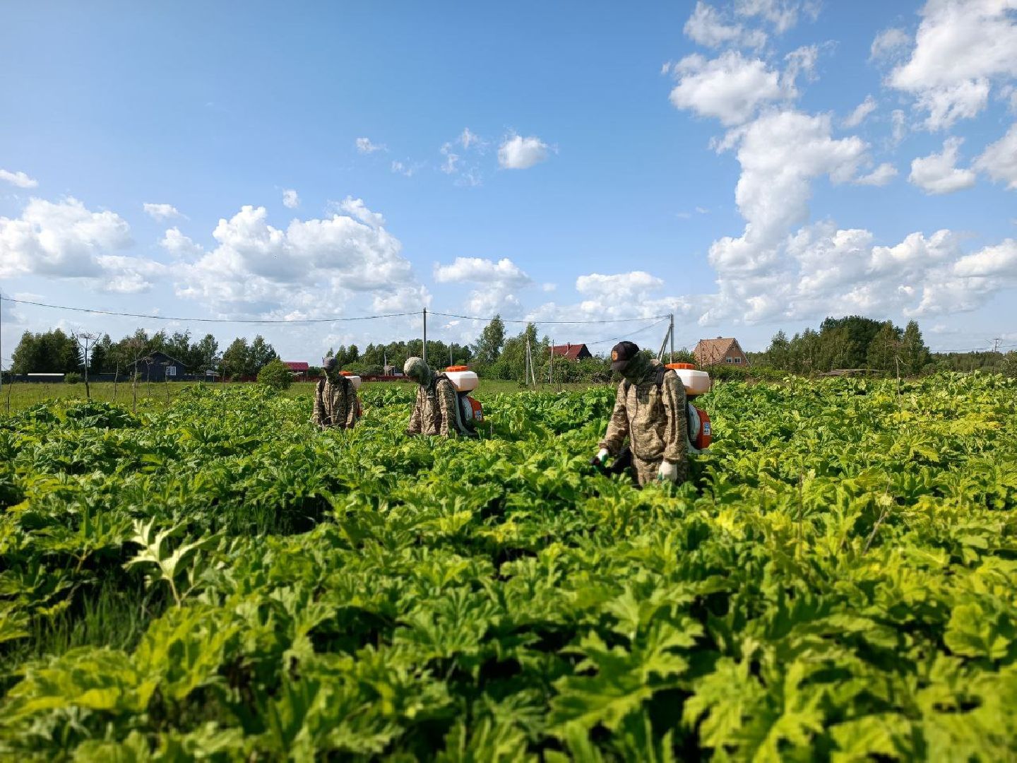 Можайск, Можайский городской округ, Подмосковье, борщевик Сосновского, обработка, земля, экология, опасное растение